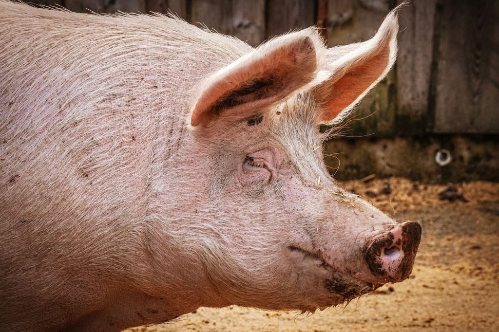 A cada cerdo le llega su San Martín