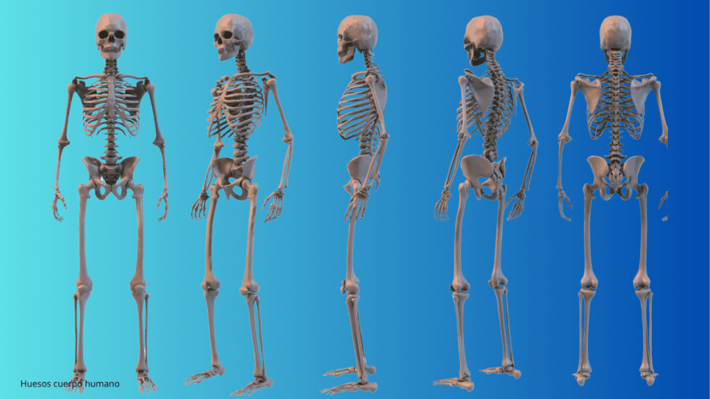 Huesos del cuerpo humano