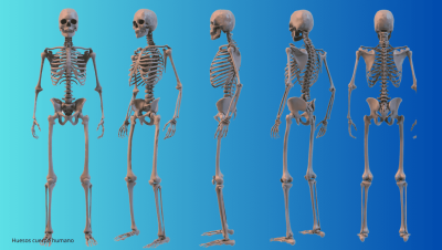 Huesos del cuerpo humano