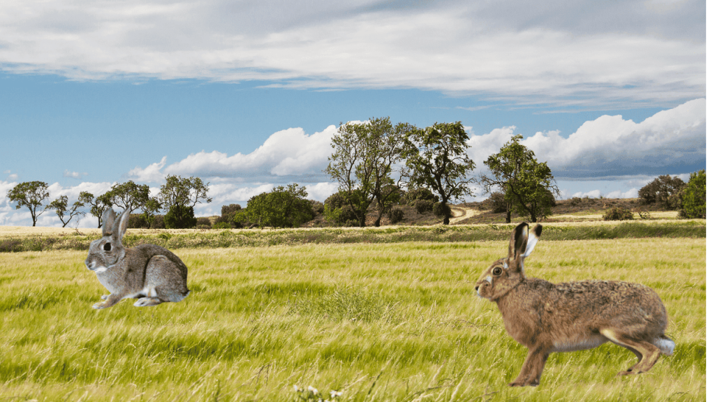 Diferencia entre liebre y conejo