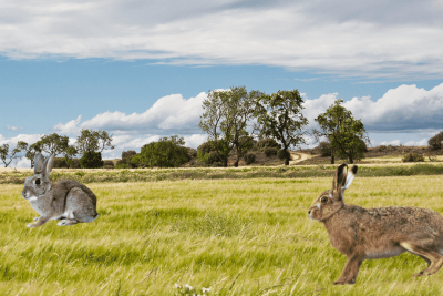 Diferencia entre liebre y conejo