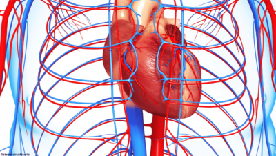 Sistema circulatorio